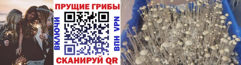 продажа наркотиков Шумерля Псилоцибиновые грибы Magic Shrooms