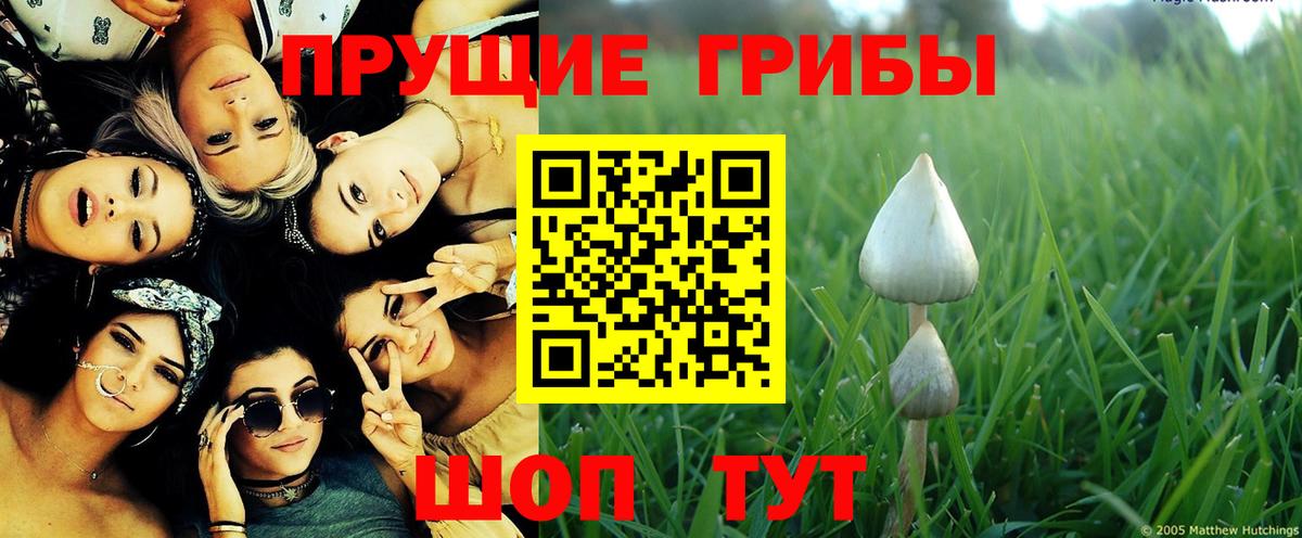 Галлюциногенные грибы прущие грибы  Вход с VPN  Шумерля  наркота  Галлюциногенные грибы Cubensis 