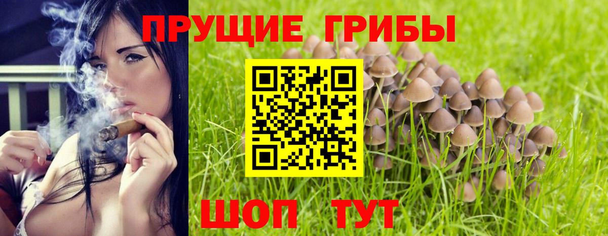 Псилоцибиновые грибы GOLDEN TEACHER Шумерля